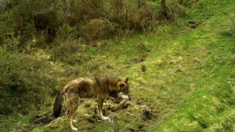 Imagen de archivo de un lobo