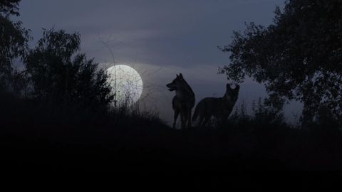 Barbacana, la huella del lobo