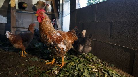 Las gallinas de toda Espaa seguirn encerradashasta que mejoreel riesgo por gripe aviar