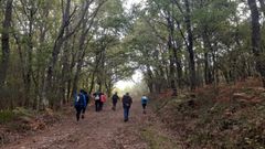 Un recorrido guiado por un bosque del municipio de Taboada, una de las pocas actividades que se pudieron realizar este a�o en la campa�a de turismo de oto�o organizada por el consorcio