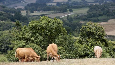 Las bonificaciones afectan a fincas de ncleo rural en las que no exista ningn tipo de construccin