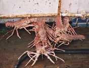 A finais do XIX e principios do XX embarcaci�ns galas chegaban � Mari�a en busca de langostas. 