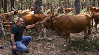 Las vacas cachenas de Javier Rey pastan en libertad por el monte en las zonas de Brazal, Logoso, Ansean y Hospital