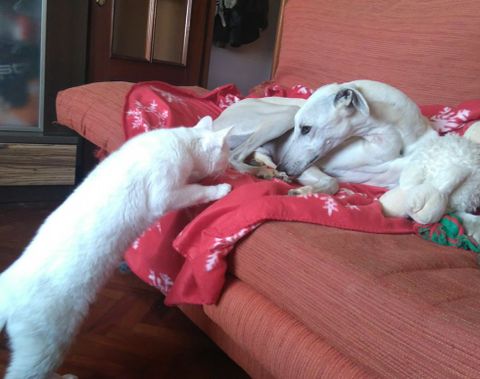 El galgo en su casa de A Coru�a, en donde vive desde hace unos d�as.