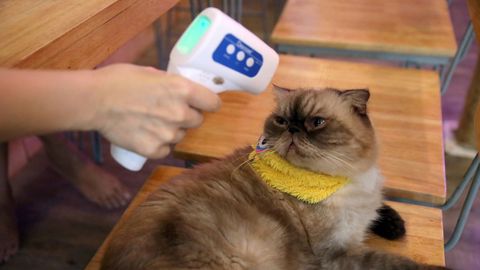 Control de la temperatura a un gato en el caf Caturday Cat de Bangkok