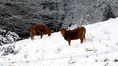 Ganado en montes lucenses, en febrero del 2001