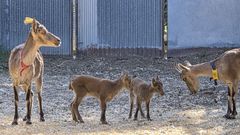 Cabras montesas nacidas por reproducci�n in vitro