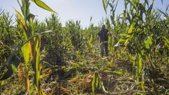 Imagen de archivo de una finca da�ada por el jabal�