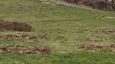 Los da&ntilde;os por incursiones del jabal&iacute; en la zona se suceden desde hace dos a&ntilde;os