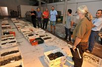 Subasta en las instalaciones de la lonja en la nave provisional del mercado central. 
