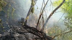Incendio en O Teixedal do Casaio, el bosque ms antiguo de Galicia, en Carballeda de Valdeorras