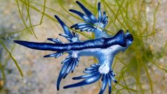 Vista del dragón azul, una babosa marina altamente tóxica que ha aparecido en el Mediterráneo.