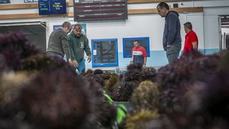 Erizo en la lonja de Agui�o