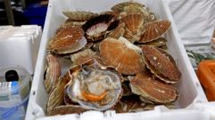 Vieiras, en una foto de archivo