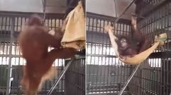 Un orangutn construye una hamaca