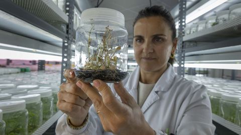 Marga Fraga trabajando en las instalaciones del laboratorio de biotecnolog�a vegetal del proyecto Cultigar