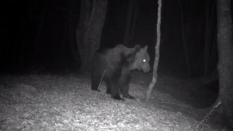 Un oso pardo grabado por las c�maras del FAPAS