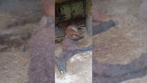 Un caballo y una yegua muertos en el El Pino