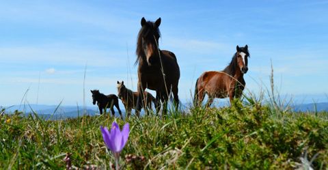 El caballo aut�ctono que pasta en los montes gallegos es reconocible por su baja estatura. 