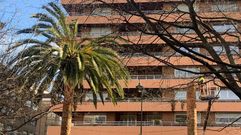 Tala de una de las palmeras de la plaza de Ultramar hace unos diez d�as, afectada por el picudo rojo y que se hab�a secado, por lo que no fue posible conservarla.