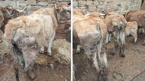 Estado de las vacas localizadas