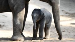 Un elefante recin nacido, protegido por su madre en un parque natural