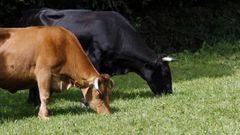 Unas vacas pastando en un prado de la localidad de Paderne do Courel