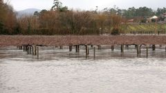 El vi�edo plantado a orillas del Umia lleva d�as bajo el agua