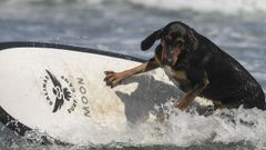  La playa de Salinas ha acogido este domingo el primer Campeonato Europeo de Surf canino