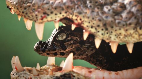 En la exposici�n hay im�genes de numerosas especies, acompa�adas todas por textos explicativos sobre el comportamiento de cada una de ellas respecto a la maternidad y la cr�a.