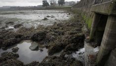 Los mariscadores de a flote faenaron ayer a pesar de la presencia de restos de gasoil. 