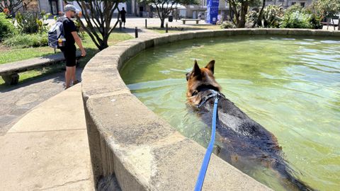 Un pastor alem�n se refresca en una fuente de Pontevedra