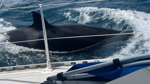 Las orcas se situaron a pocos cent�metros de los costados del velero.