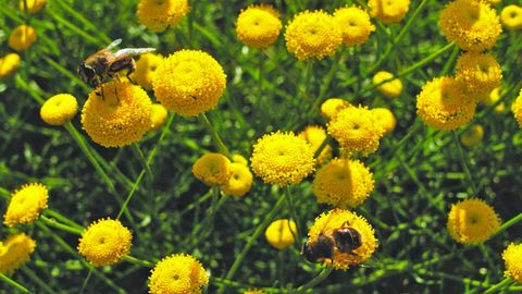 �Santolina melidensis�, especie protegida