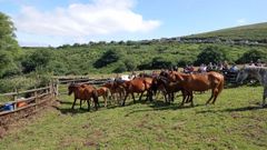 Campo do Oso en Mondoedo, la primera rapa das bestas del veranoen A Maria, un xito