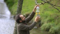 Gonzalo, capataz de la empresa pblica Seaga, coloca una trampa EVA en un rbol en el entorno de A Freixa, en Poio.