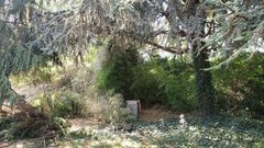 Madriguera de la familia de jabal�es que recorre A Coru�a.