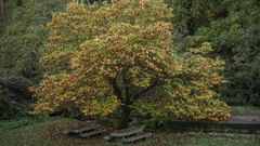 Castieiro, castao en otoo en el rea recreativa del ro Outeiro y Brul en Barcia (Meln).