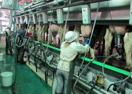 Los costes de producci�n superan a los ingresos por la leche en numerosas granjas barbanzanas. 