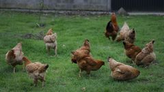Galicia podr� volver a criar a todas sus gallinas en libertad