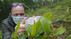 Un agente de Medio Rural suelta Torymus hembra ?las que inoculan de huevos las bugallas infectadas? en la Fraga de Areosa