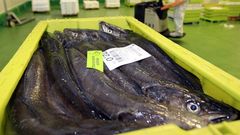 Foto de archivo de merluza de Gran Sol, la reina de los pescados blancos, un producto del mar fresco en el que  Celeiro y Burela son l�deres en Galicia y Espa�a