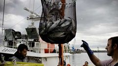Descarga de bonito en el puerto de A Coru�a al inicio de la costera. 