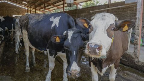 El sector vacuno de leche es importante en el municipio friol�s