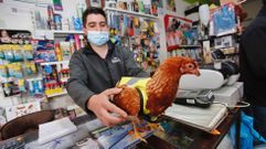 Gallinas con chalecos reflectantes en Ponte Caldelas