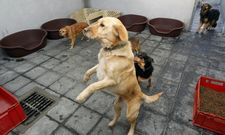 La mayor�a de los perros que llegan a las instalaciones de Pinar do Rei carecen de chip. 