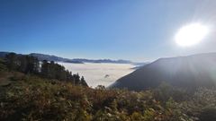 Helechales en Cangas de On�s.
