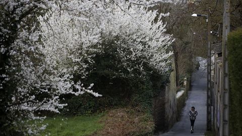 Cerezos blancos en el barrio de O Carme de Lugo