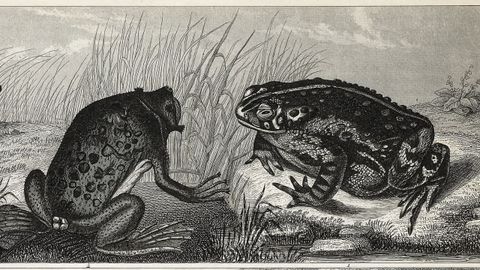Imagen de archivo de una ilustraci�n de anfibios