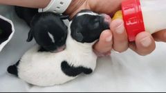 Dos cachorros abandonados en Oviedo